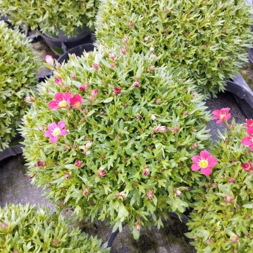 Saxifraga arendsii rouge