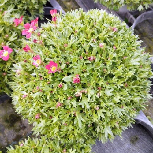 Saxifraga arendsii rouge