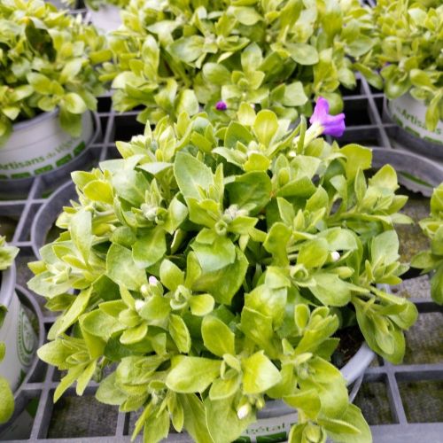 Aubrietes Gracilis Kitte Blue