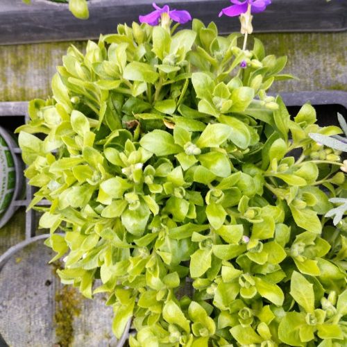 Aubrietes Gracilis Kitte Blue
