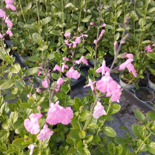 Sauge Vivace Salvia Microphylla Salvinio Pink