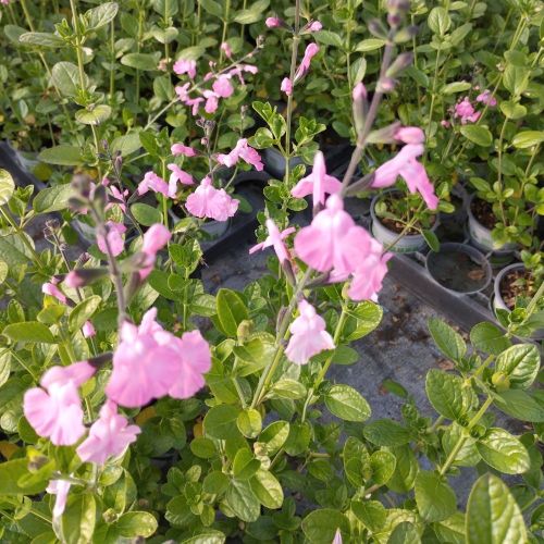 Sauge Vivace Salvia Microphylla Salvinio Pink
