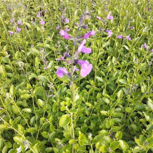 Sauge Vivace Salvia Greggii Amethyst Lips