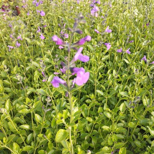 Sauge Vivace Salvia Greggii Amethyst Lips