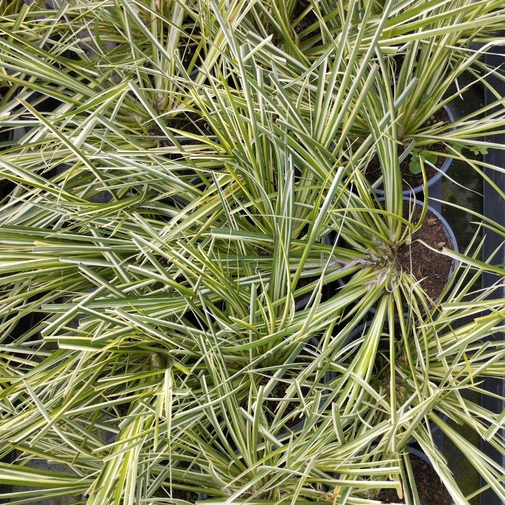 Acorus Ogon