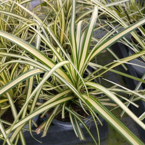 Carex Oshimensis Evergold