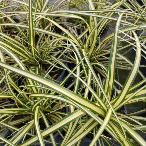 Carex Oshimensis Evergold