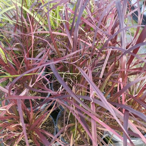 Pennisetum Rubrum Herbe Aux Écouvillons Pourpres