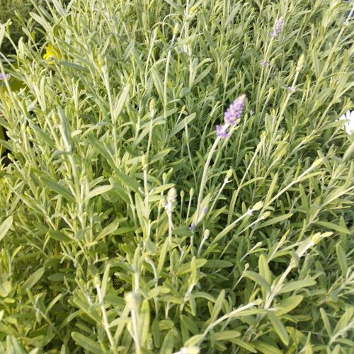 Lavande Angustifolia Ardèche