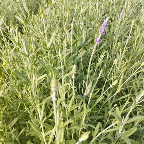 Lavande Angustifolia Ardèche
