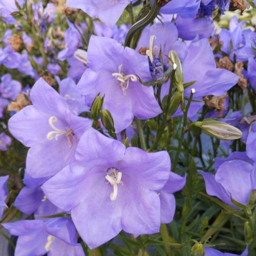 Campanule persicifolia takion blue