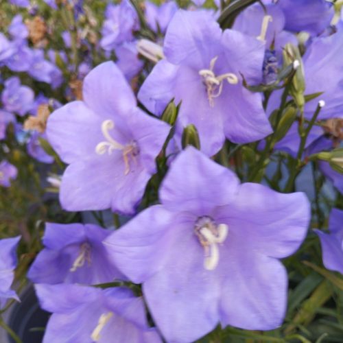 Campanule persicifolia takion blue