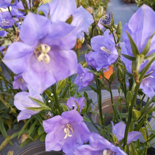Campanule persicifolia takion blue