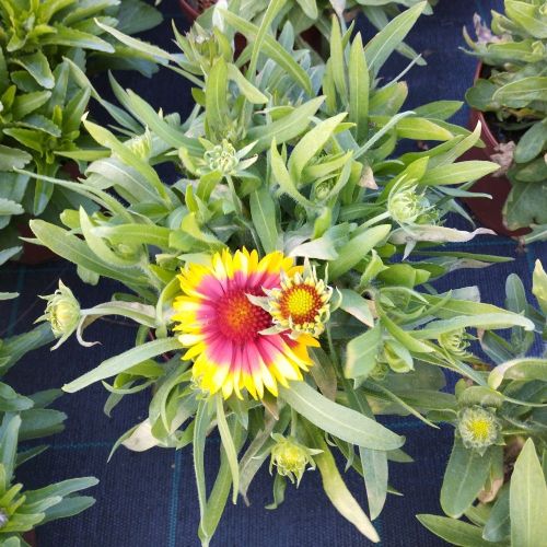 Gaillarde Aristata Arizona Sun