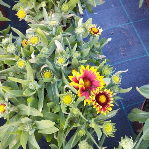 Gaillarde Aristata Arizona Sun