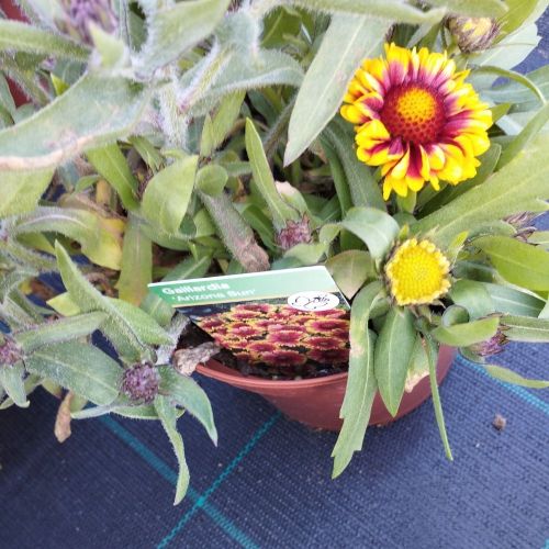 Gaillarde Aristata Arizona Sun