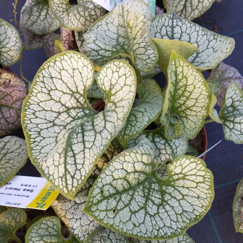 Brunnera Macrophylla Sea Heart