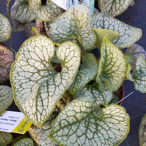 Brunnera Macrophylla Sea Heart