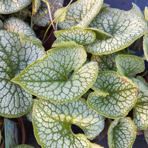 Brunnera Macrophylla Sea Heart