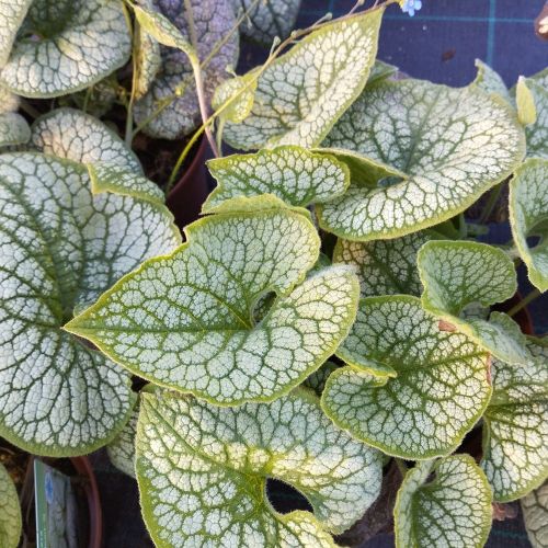 Brunnera Macrophylla Sea Heart