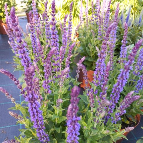 Salvia x superba ostfriesland