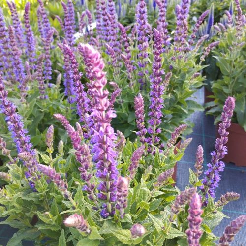 Salvia x superba ostfriesland
