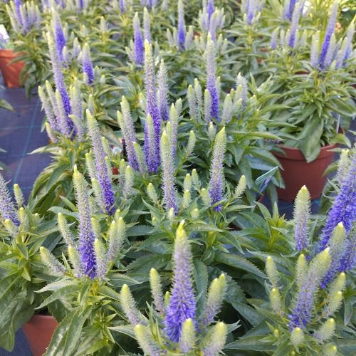 Veronica Spicata Royal Candles
