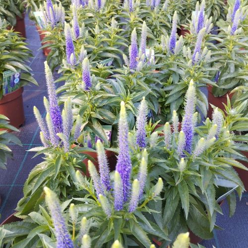 Veronica Spicata Royal Candles