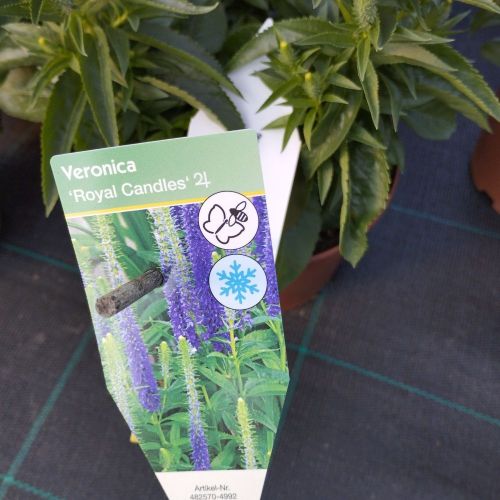 Veronica Spicata Royal Candles