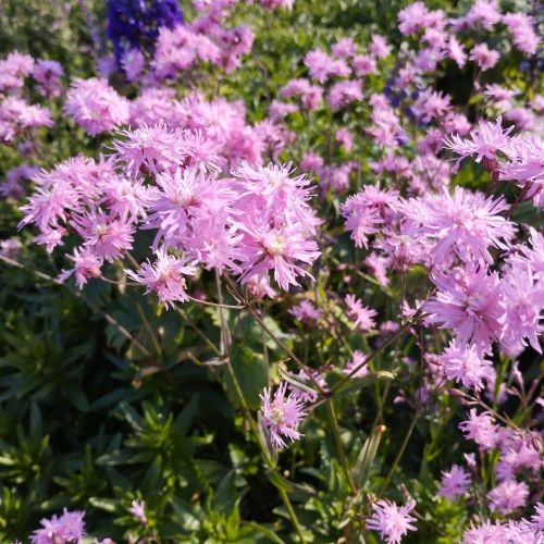 Lychnis Petit Jenny