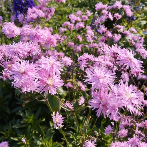 Lychnis Petit Jenny