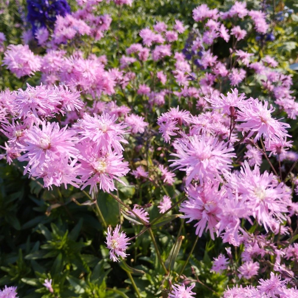 Lychnis Petit Jenny