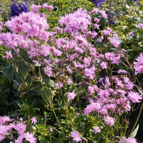 Lychnis Petit Jenny