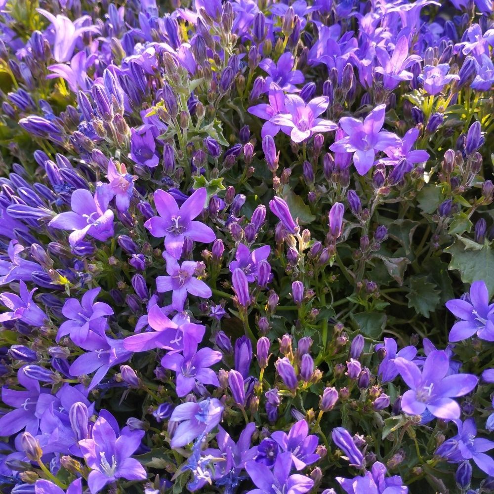 Campanula Porten Clockwise Compact Deep Blue