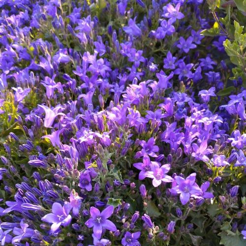 Campanula Porten Clockwise Compact Deep Blue