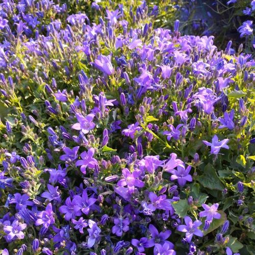 Campanula Porten Clockwise Compact Deep Blue
