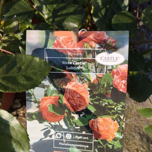 Rosier Castle Lublin Orange Vif