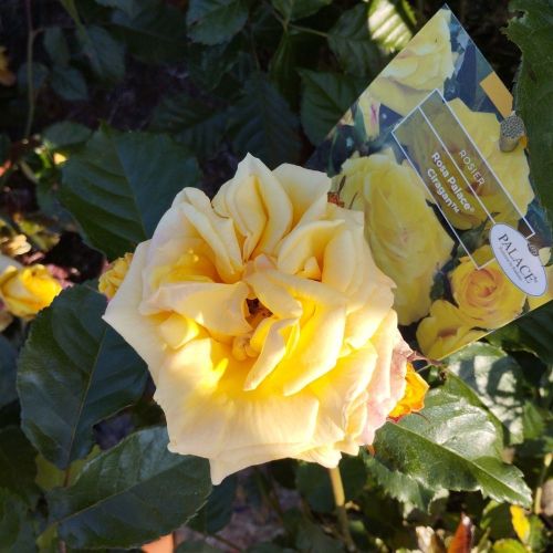 Rosier Palace Ciragan Jaune Vif
