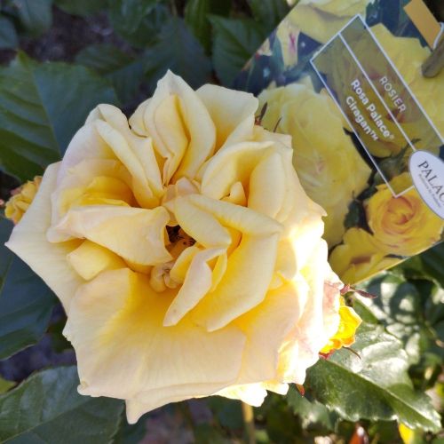 Rosier Palace Ciragan Jaune Vif