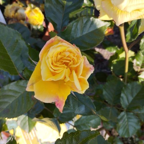 Rosier Palace Ciragan Jaune Vif