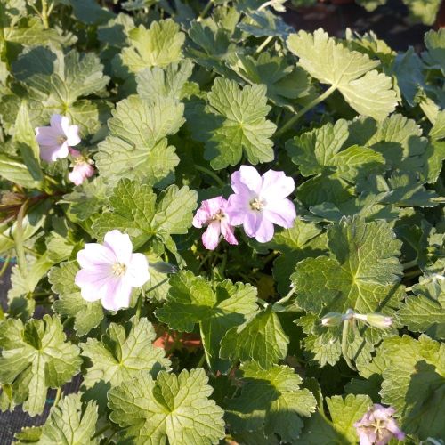 Geranium Vivace Alice