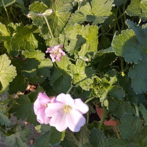 Geranium Vivace Alice