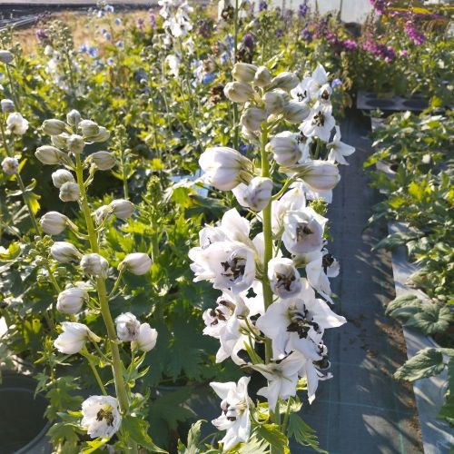 Delphinium Cultorum Magic Fontains Blanc