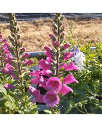 Delphinium Magic Fontains Pink/White