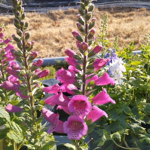 Delphinium Magic Fontains Pink/White