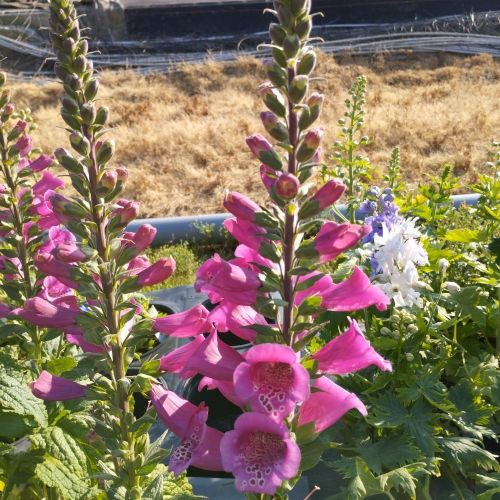 Delphinium Magic Fontains Pink/White