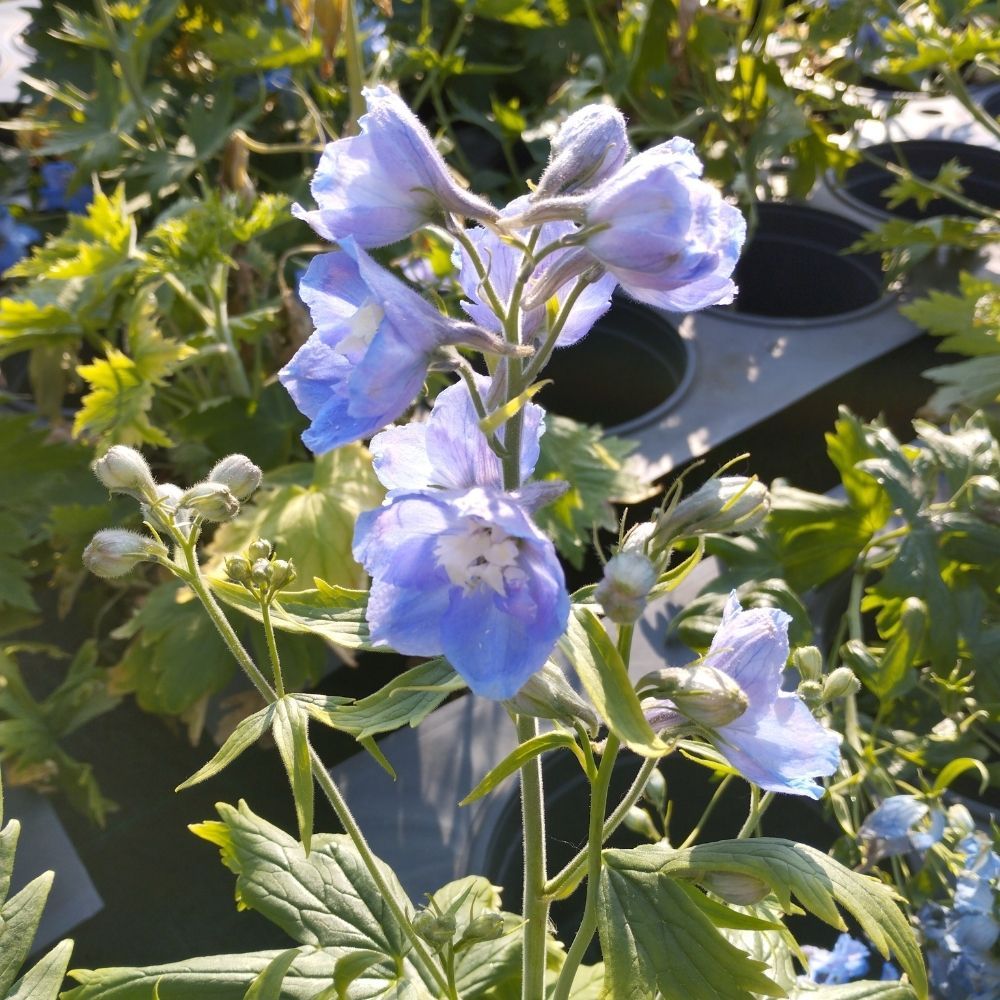 Delphinium Magic Fontains Sky Blue/White
