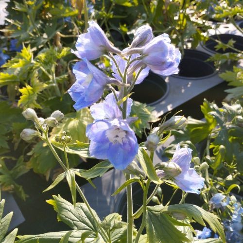 Delphinium Magic Fontains Sky Blue/White