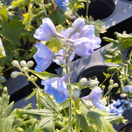 Delphinium Magic Fontains Sky Blue/White