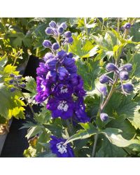 Delphinium Magic Fontains Dark Blue/White